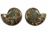 Cut & Polished, Agatized Ammonite Fossil - Madagascar #346150-1